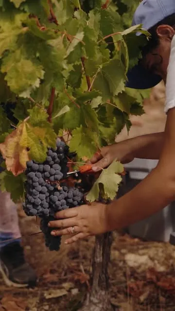 Mãos a colher cachos de uva na vindima