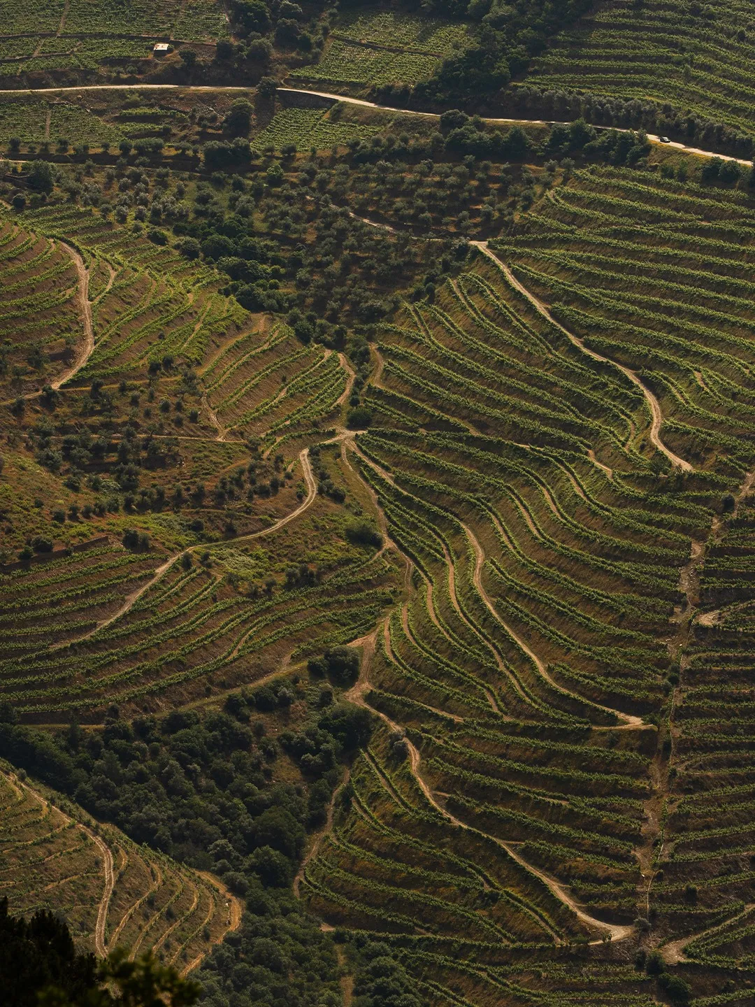 Socalcos de vinha nas encostas do Douro